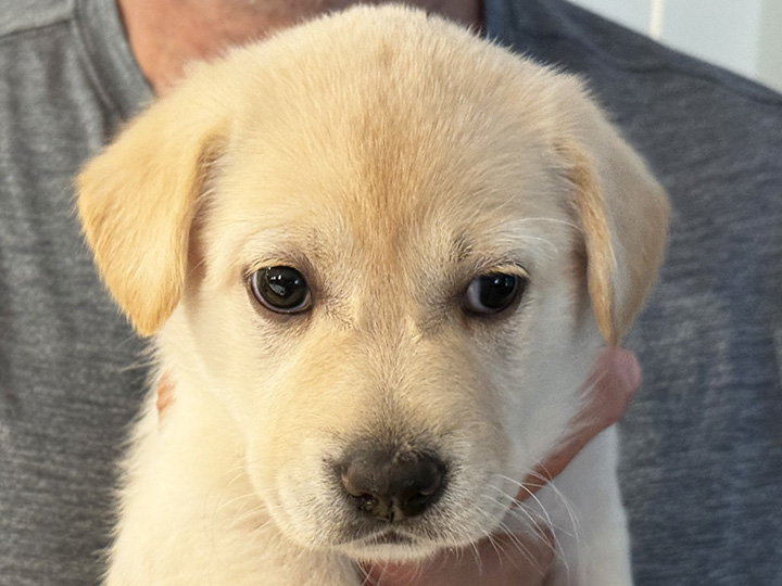 chinook puppy